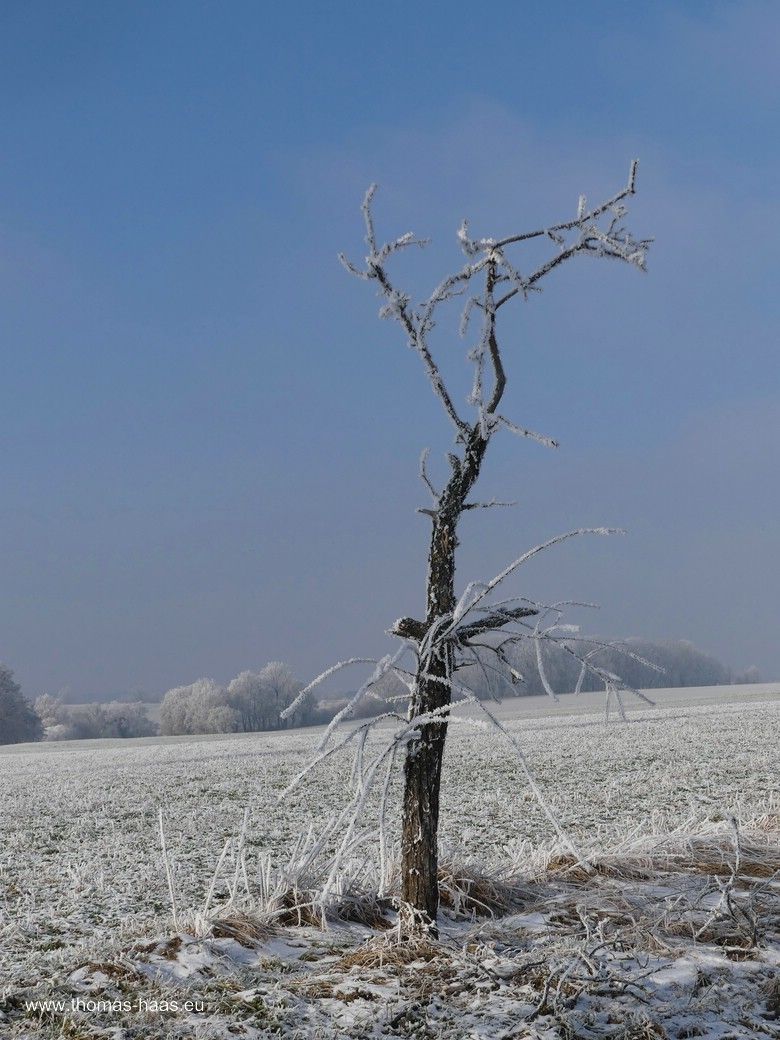 Die Reste des Apfelbäumchens im Januar 2024 Die Reste des Apfelbäumchens, der Held des Jahres 2022 im Januar 2024