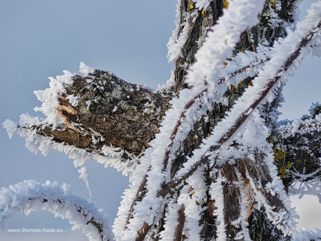 Totes Apfelbäumchen am Wegesrand, Januar 2024