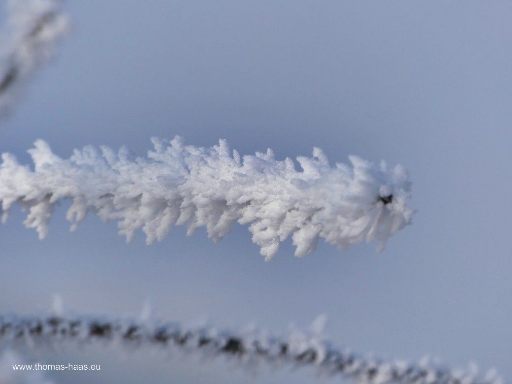 Raureif im Januar 2024