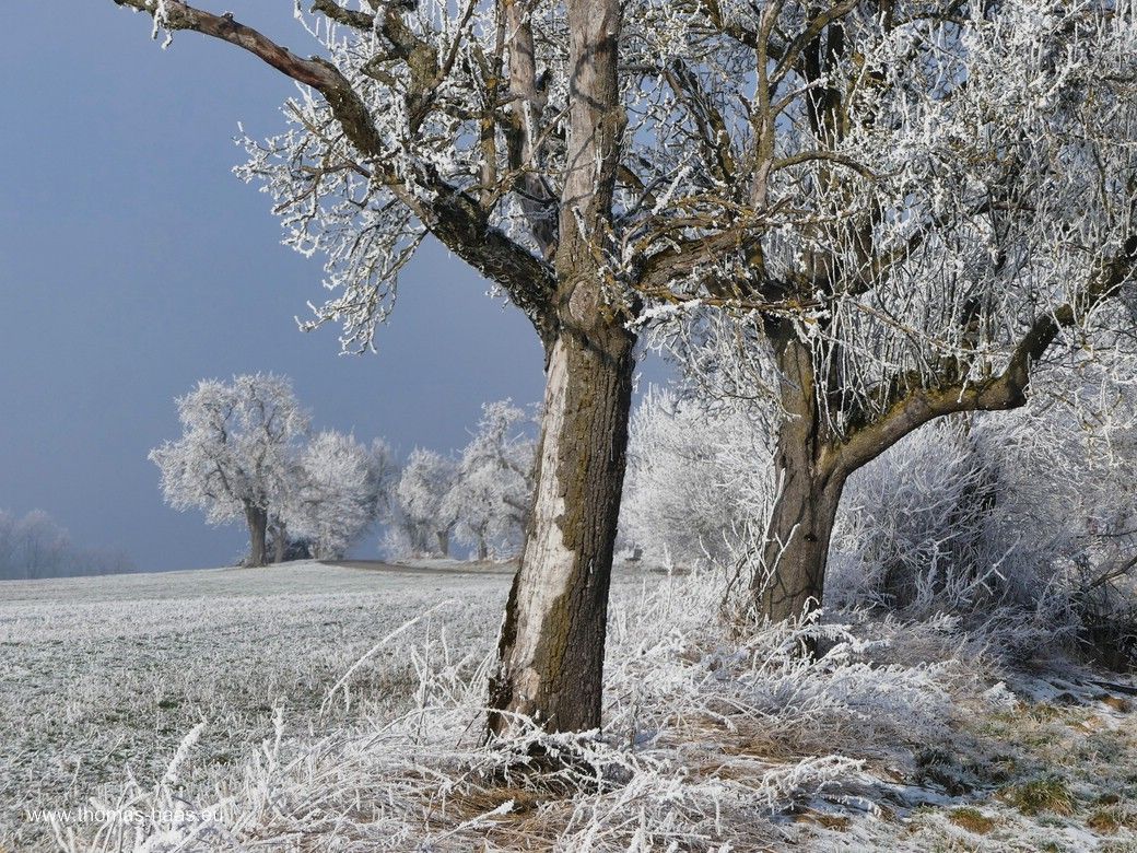 Frost im Mostobst, Januar 2024 Mostobst im frostigen Kleid, Januar 2024