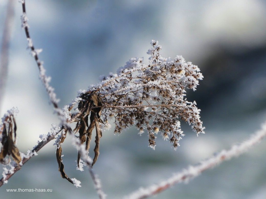 Raureif auf alten Blüten, der Winter hat sich durchgesetzt...Jan. 2024 Frost am Illerufer. Mitte Januar hat sich der Winter durchgesetzt...