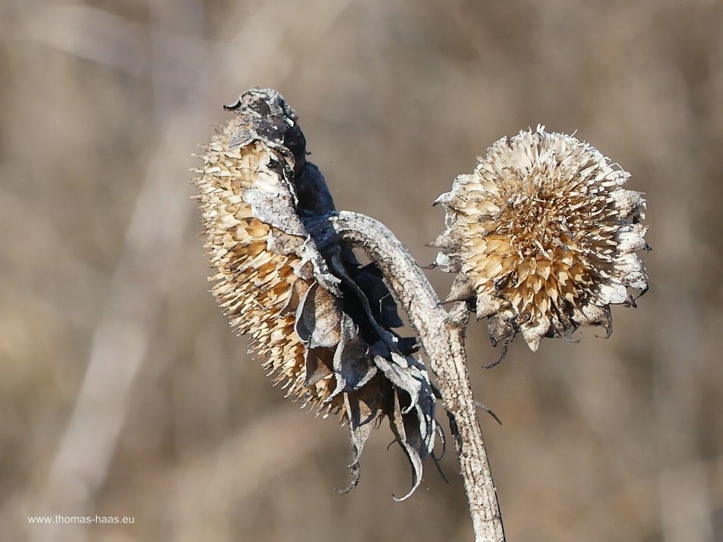 Korbboden und geleerter Blütenstand im März 2025, Nahrungsquelle über den Winter... Korbboden und geleerter Blütenstand im März 2025, Nahrungsquelle über den Winter...