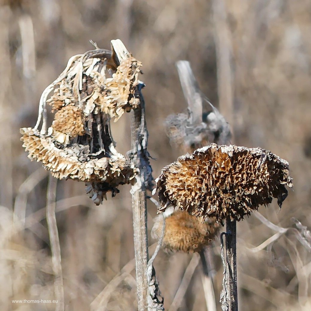 Korbboden und geleerter Blütenstand im März 2025, Nahrungsquelle über den Winter... Korbboden und geleerter Blütenstand im März 2025, Nahrungsquelle über den Winter...