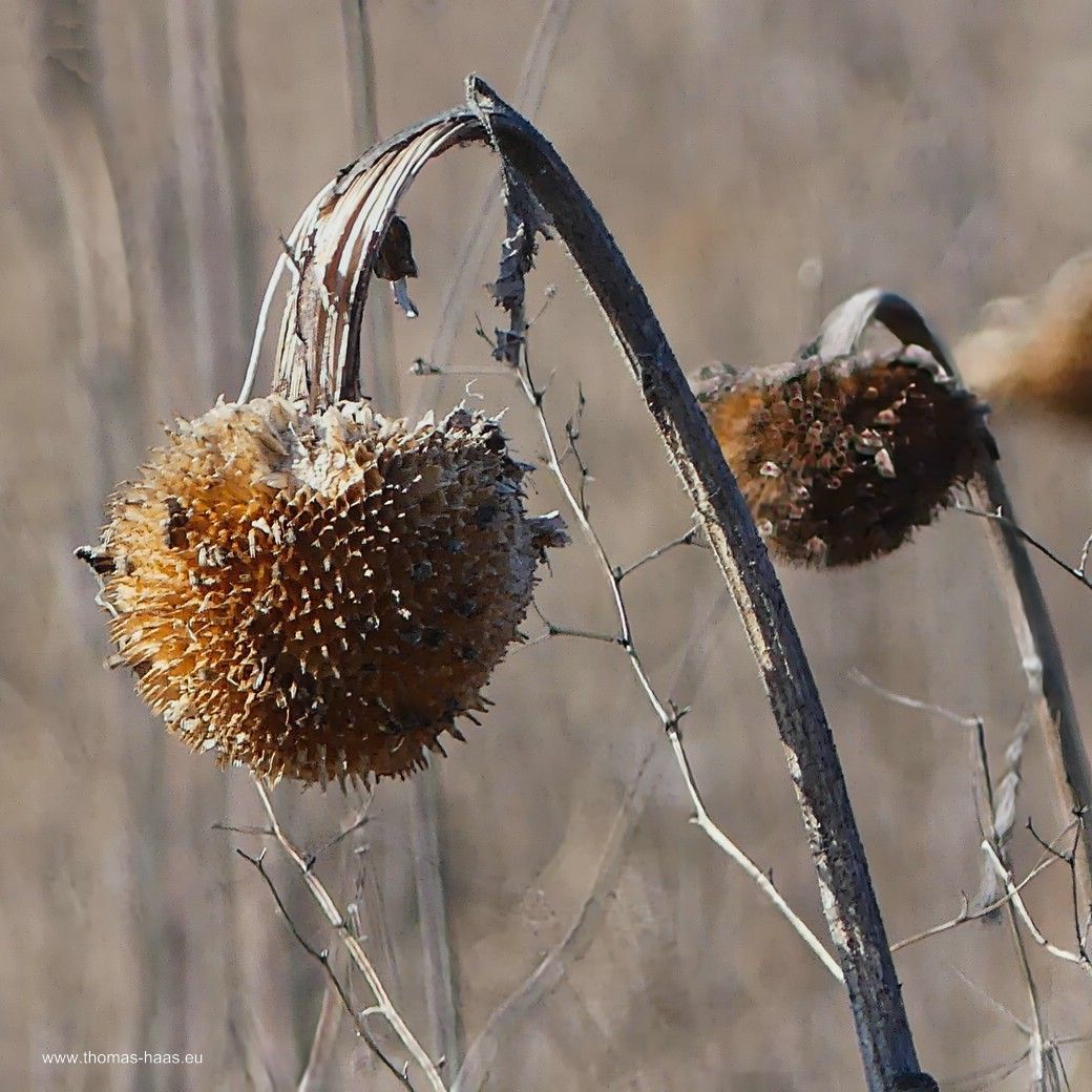 Korbboden und geleerter Blütenstand im März 2025, Nahrungsquelle über den Winter... Korbboden und geleerter Blütenstand im März 2025, Nahrungsquelle über den Winter...