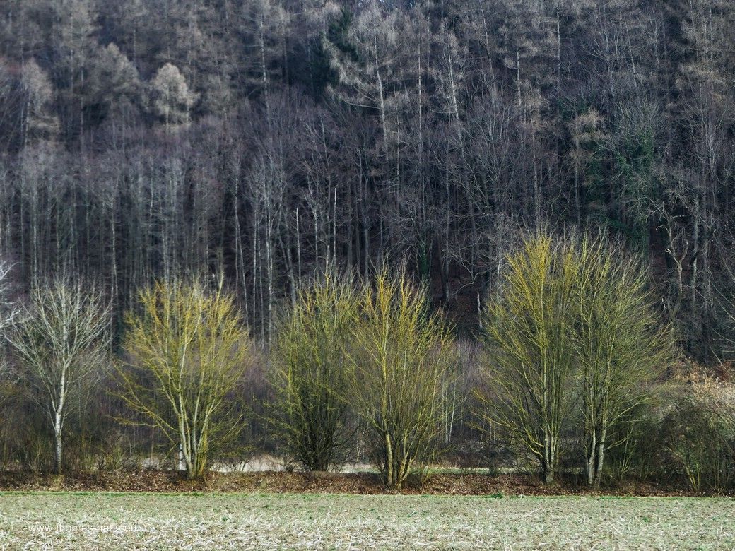 Wie eine Grafik - Laubbäume entlang der Straße, Laubbäume und Nadelholz am Waldrand. März 2025 - der Frühling kommt... Wie eine Grafik - Laubbäume entlang der Straße, Laubbäume und Nadelholz am Waldrand. März 2025 - der Frühling kommt...