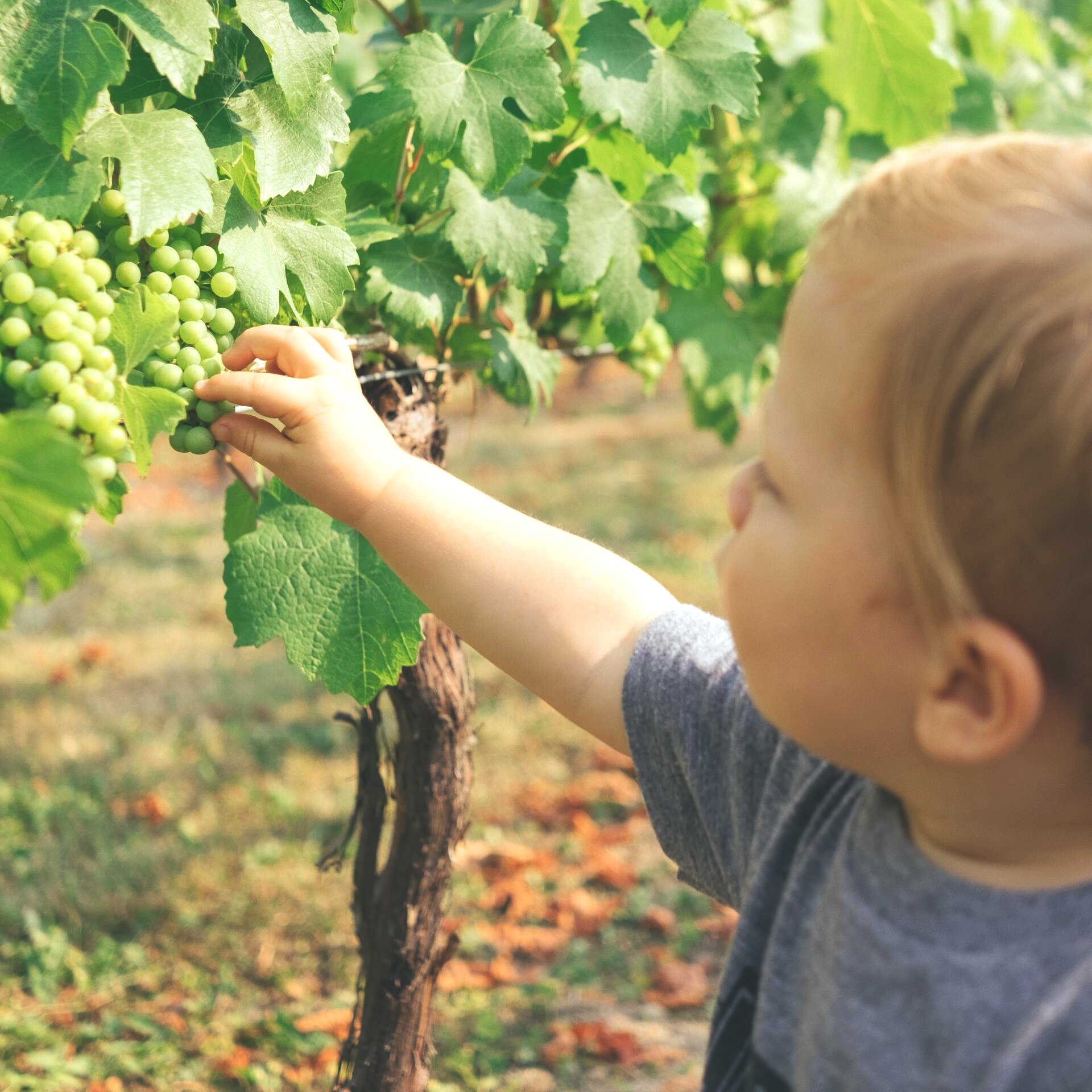 paul-hanaoka-dw_BId1Yzyg-unsplash Kinderernährung - 1 1/2 Jahre