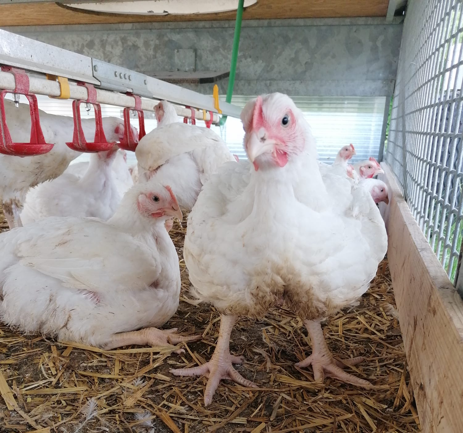 Campinghähnchen