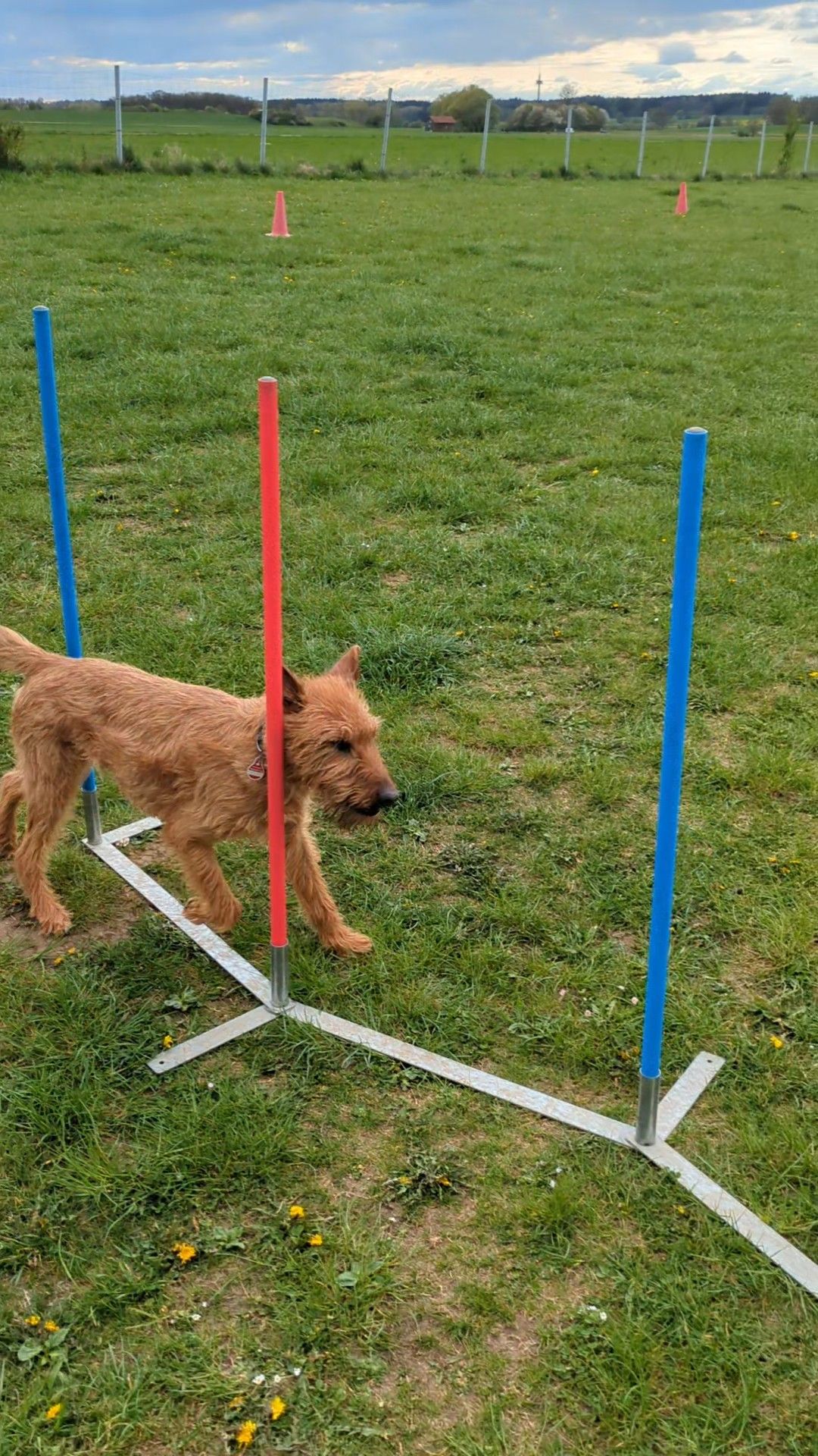 Hund läuft durch den Slalom