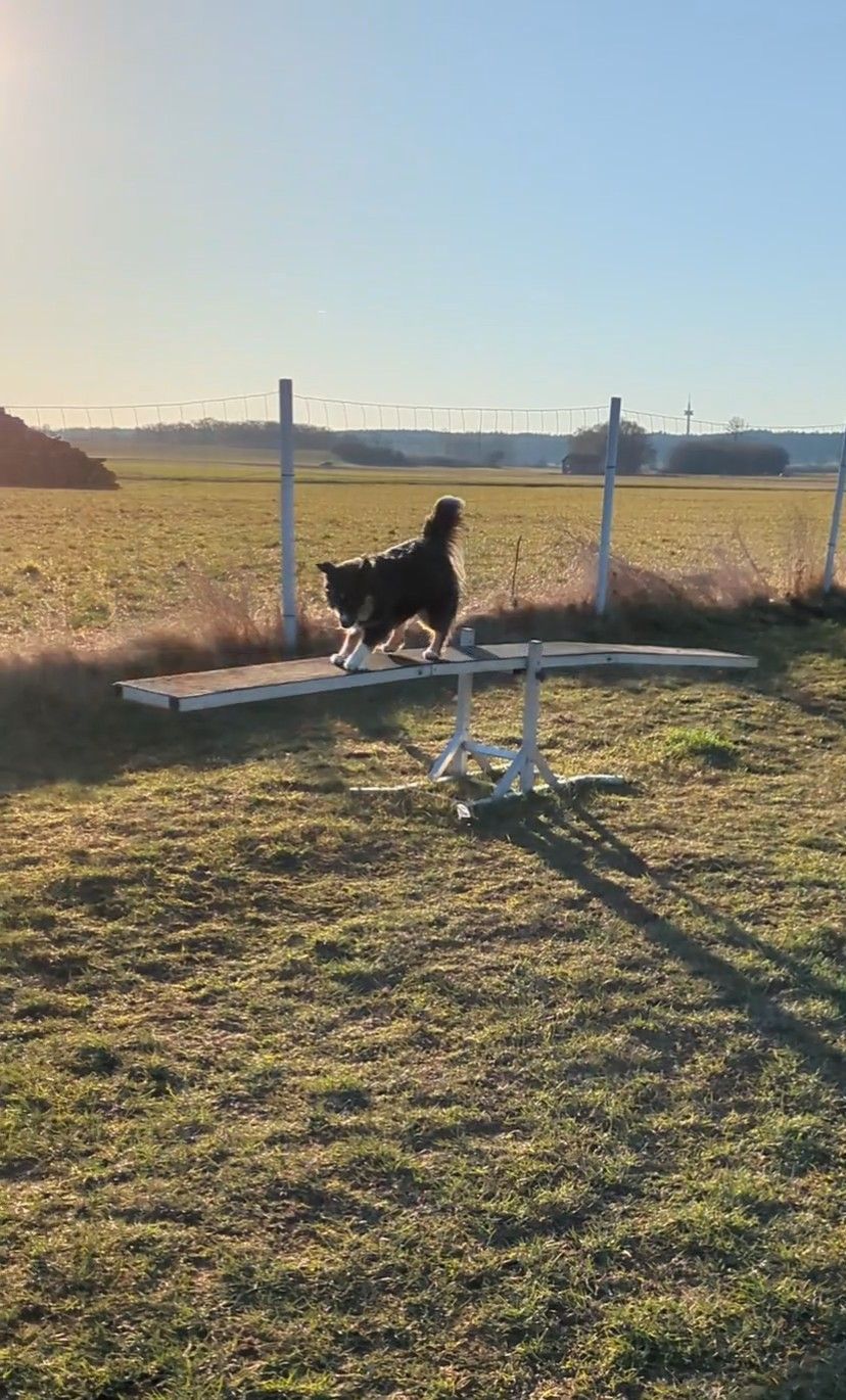 Hündin läuft über die Wippe beim Agility
