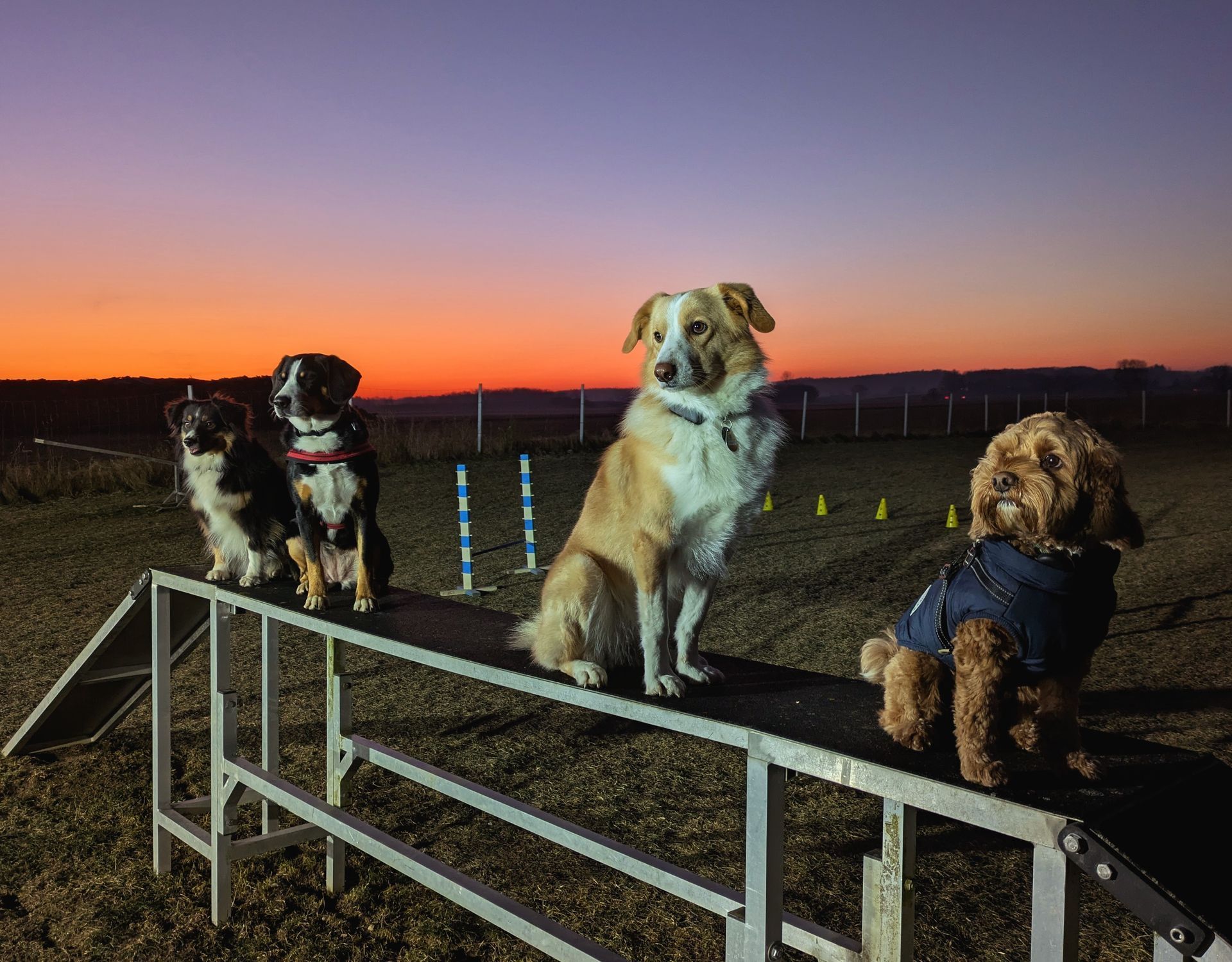Vier Hunde sitzen bei Sonnenuntergang auf einem Agility-Gerät