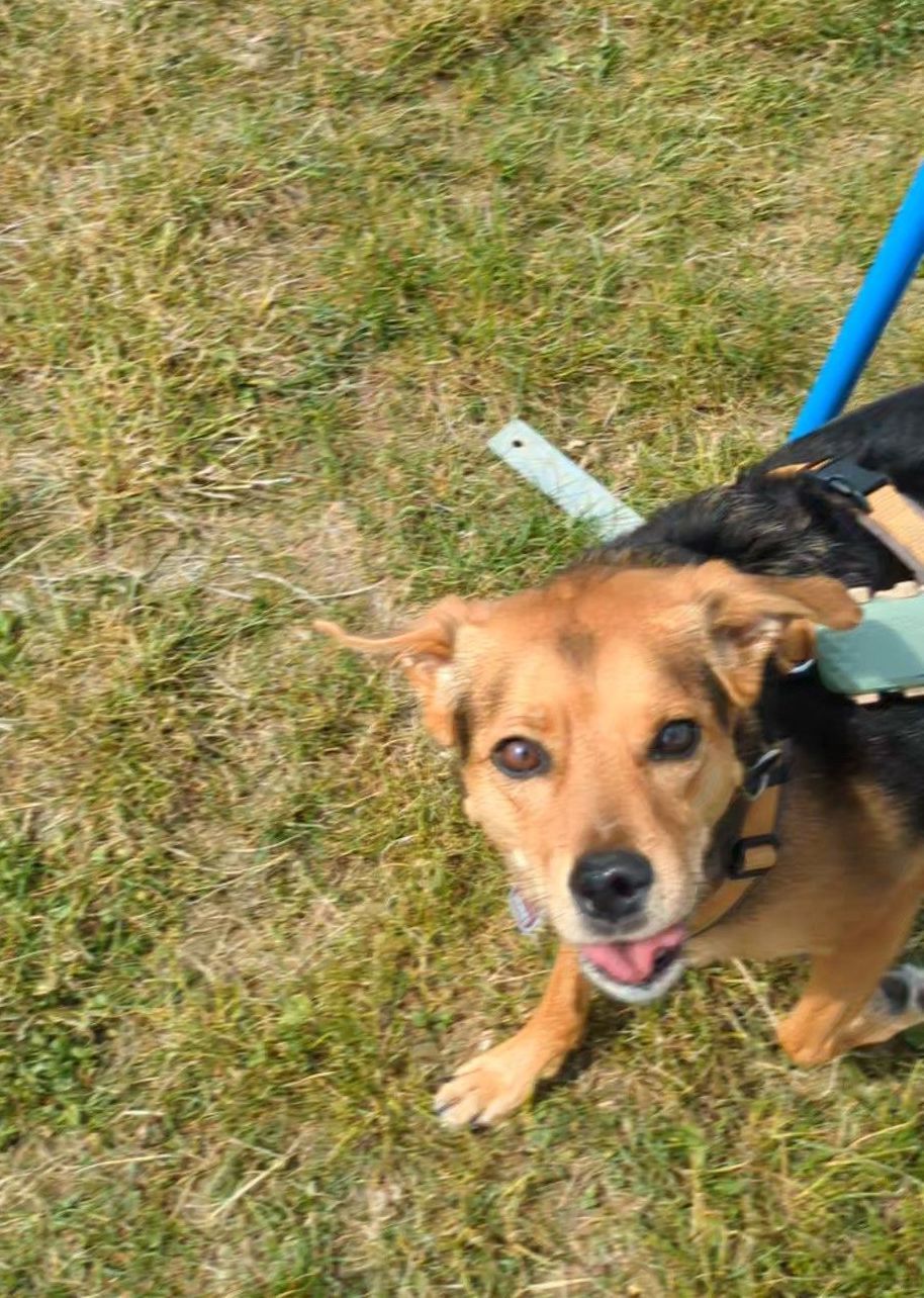 Hund läuft freudig durch den Slalom