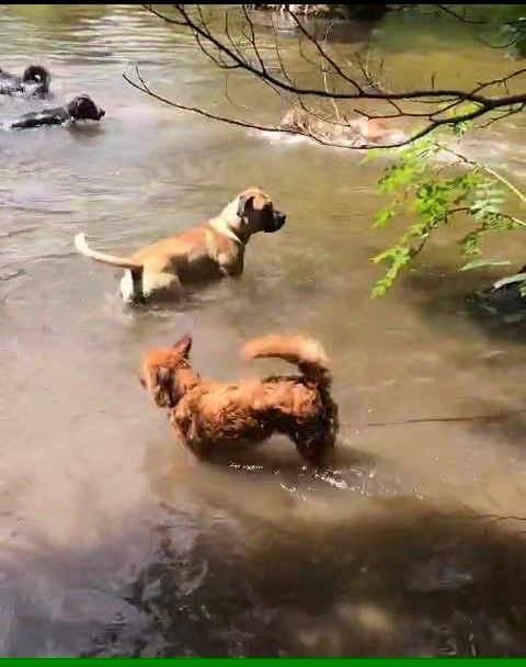 Einige Hunde planschen im Wasser.