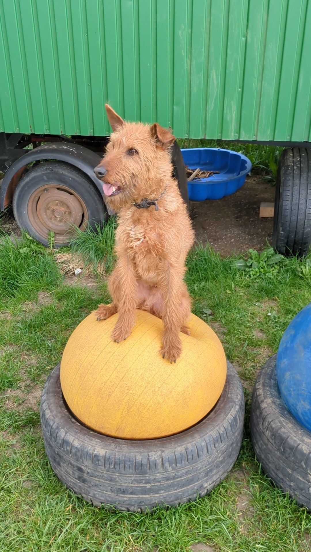 Hund sitzt auf einem großen Ball