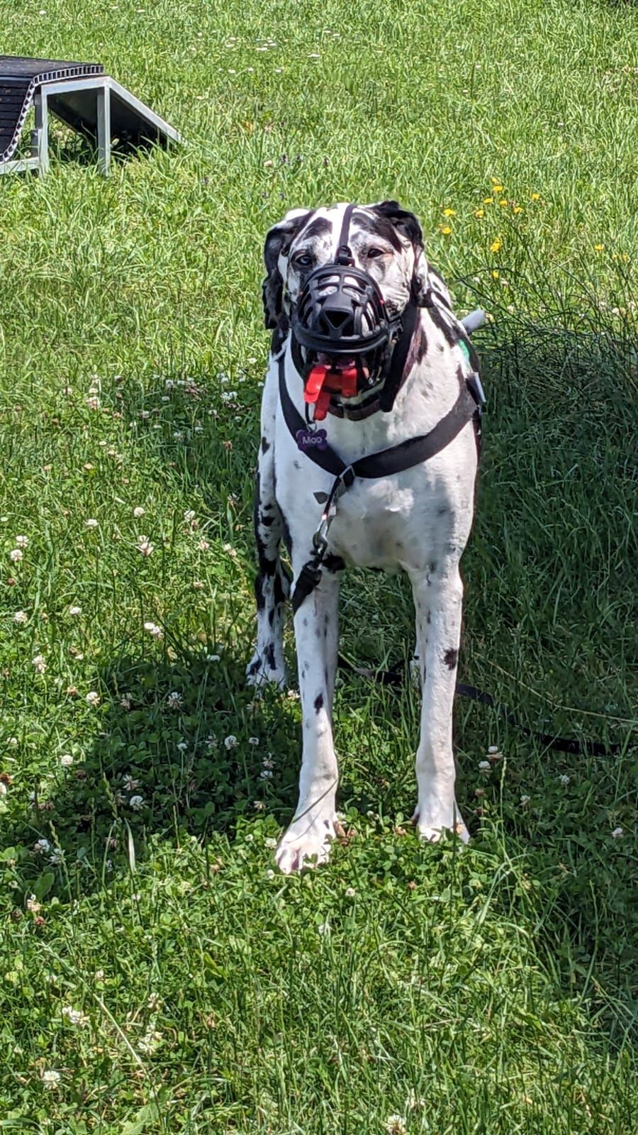 Hund mit Maulkorb steht auf der Wiese