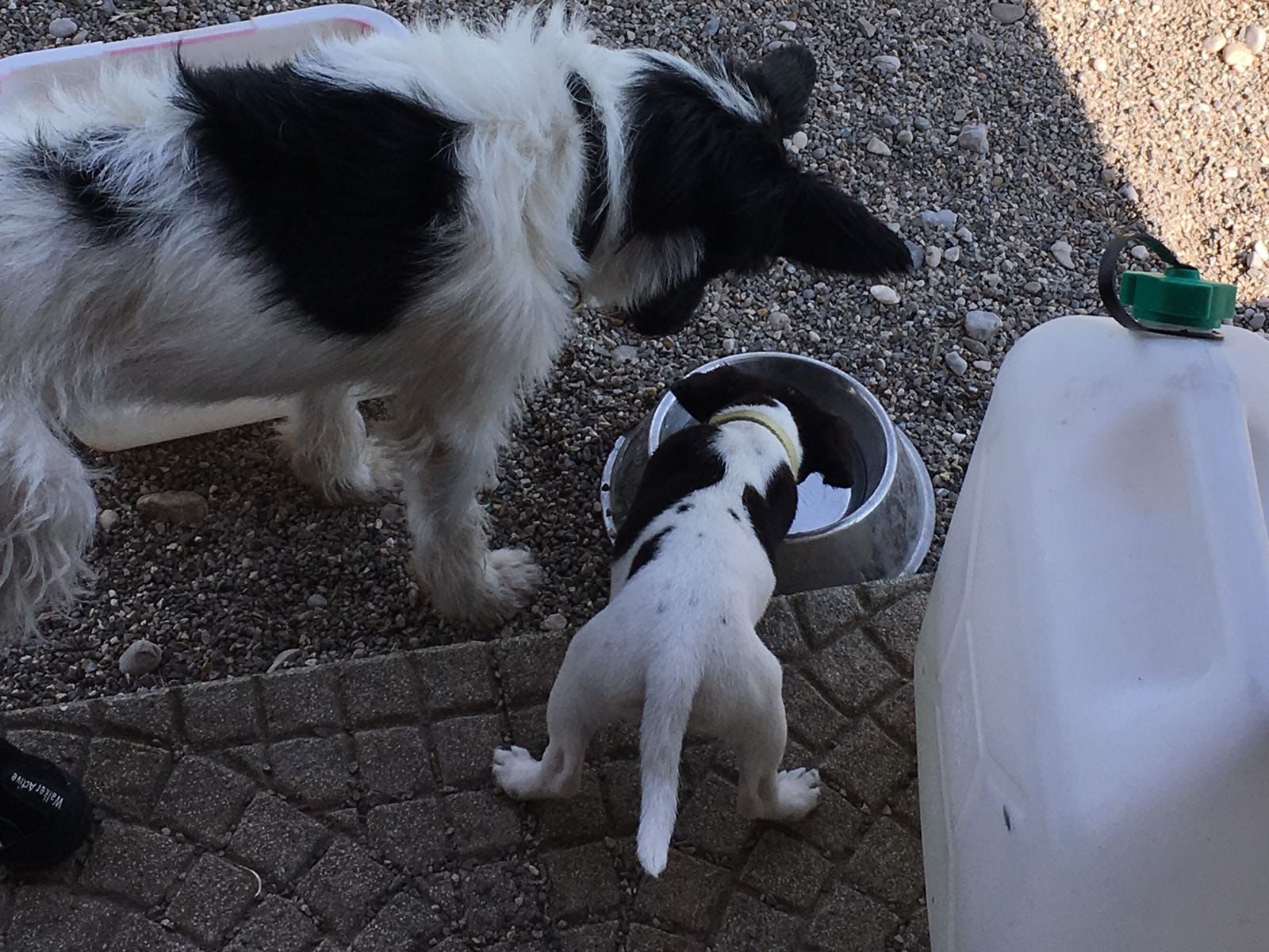 Zwei Welpen stehen vor einem Trinknapf