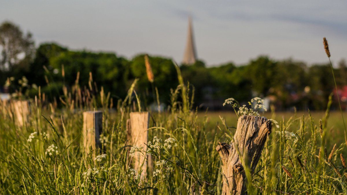 Bild von einer Koppel - im Hintergrund ist die Kirche Sörup zu sehen
