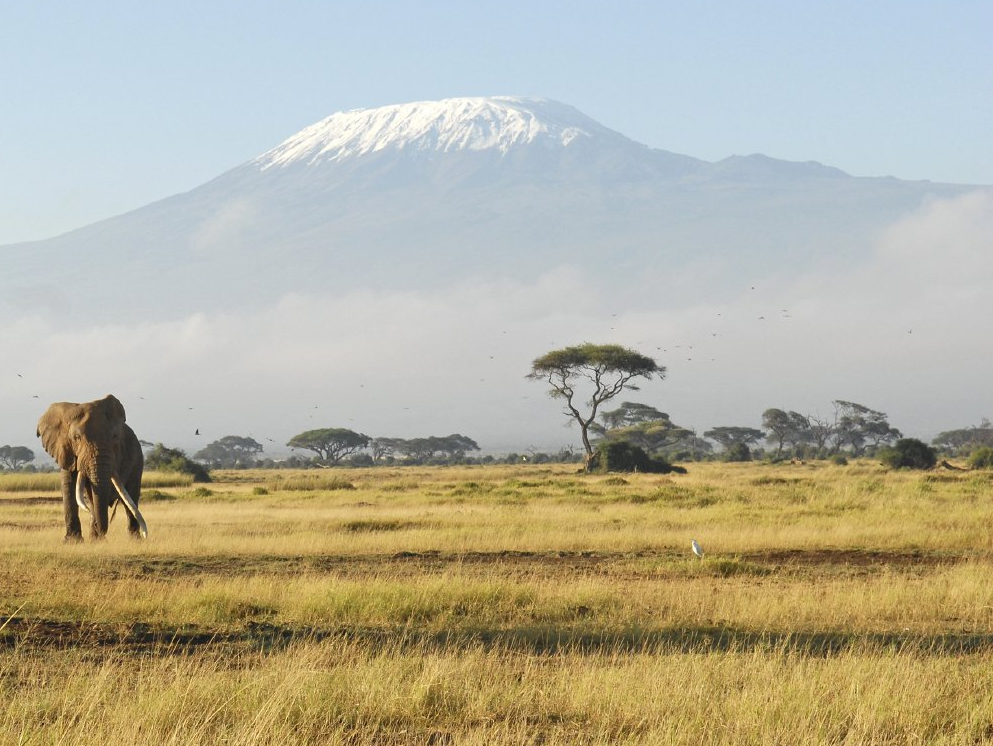 Kenyan Elephants Nature Coaching