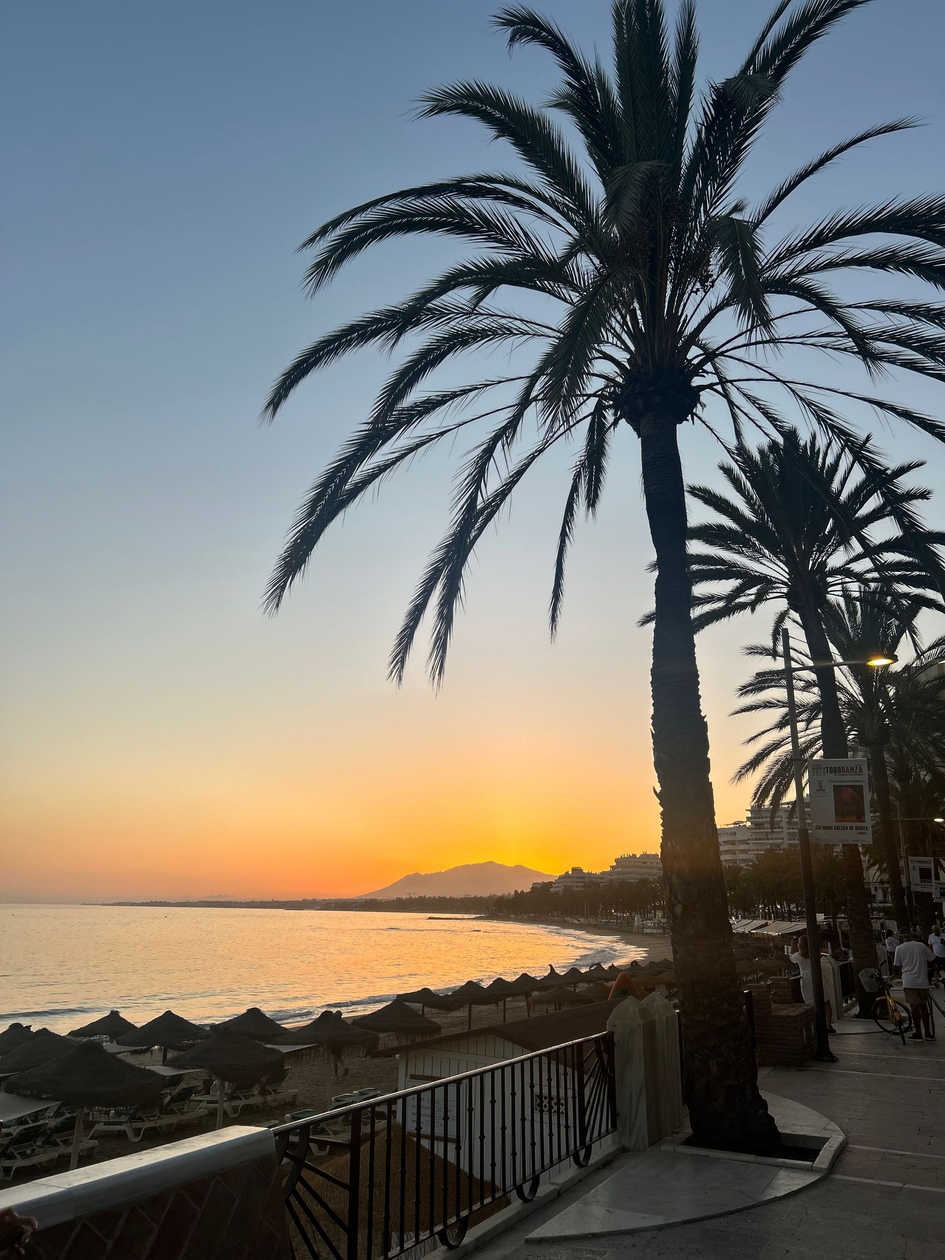 Fin de journée magique à bord de Côte au Vent : le soleil se couche derrière un cocotier face à la mer des Caraïbes.