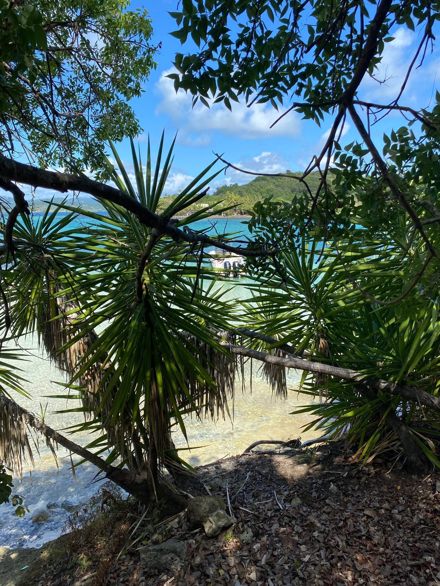 Vue des Fonds Blancs à travers des plantes grasses en Martinique avec Côte au Vent | coteauvent.fr