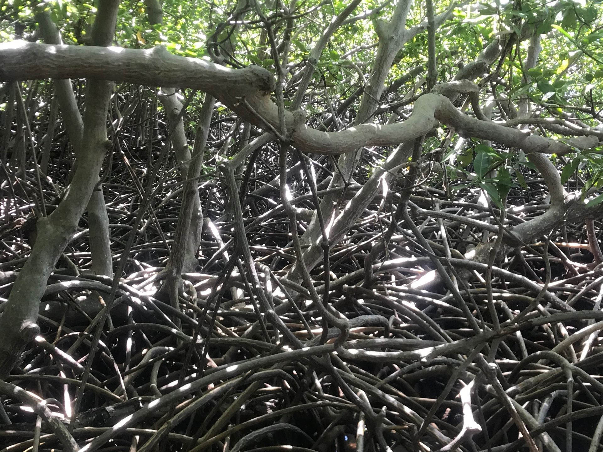 Gros plan sur la mangrove de la côte Atlantique en Martinique avec Côte au Vent | coteauvent.fr