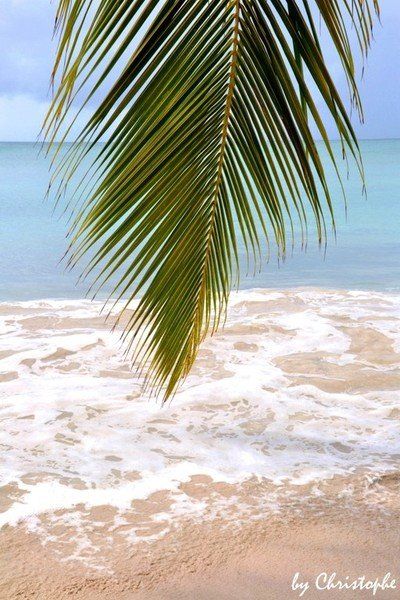 Vague turquoise sur le sable doré, encadrée par une feuille de cocotier au premier plan — ambiance tropicale en Martinique.