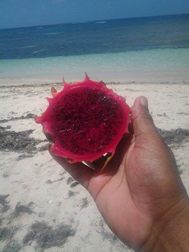 Moment gourmand à bord de Côte au Vent : un fruit pitaya savouré devant les fonds blancs du François.