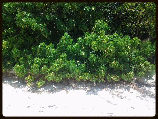 Les Îlets du François : fonds blancs et balades en mer – Cote au Vent