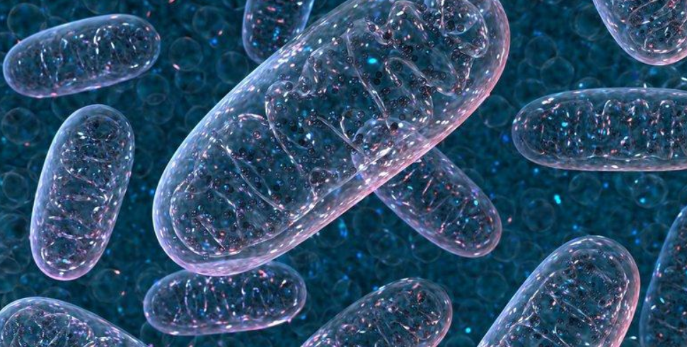Physician explaining mitochondrial dysfunction, cellular energy and evidence-based treatment