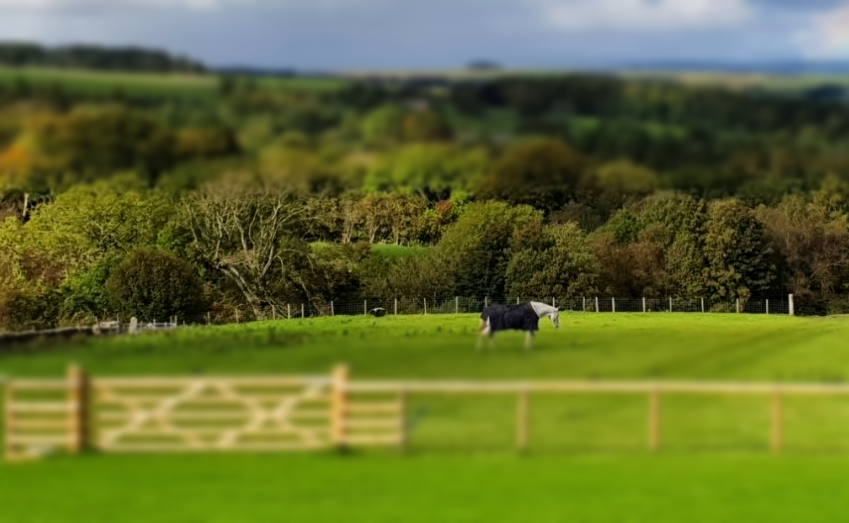 View of our horses from the glamping pods