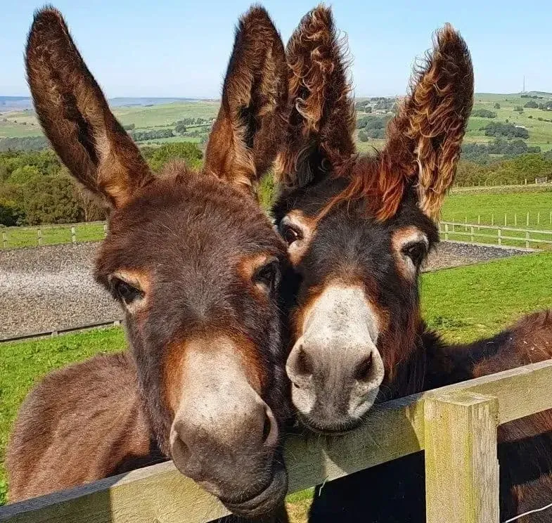 our friends the donleys