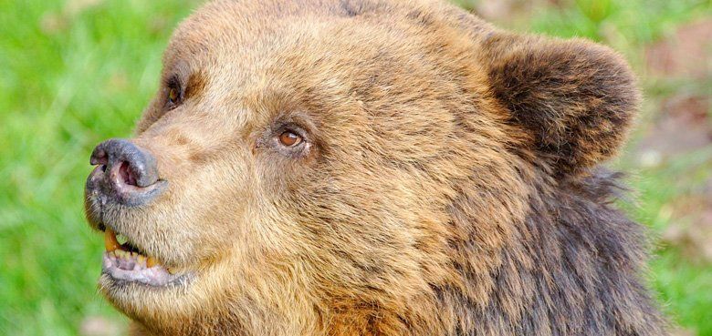 Bärenschlucht Eifelpark Bärenschlucht