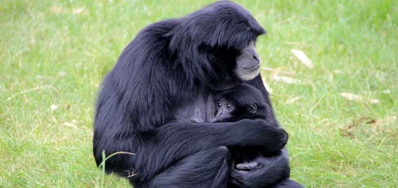 Nashornbaby Kilombo mit Mama Breitmaulnashornkuh  mit Nashornbaby Kilombo
