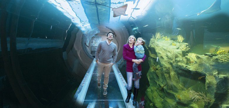 Haus des Meeres Atlantiktunnel Neu ist der Atlantiktunnel im Haus des Meeres