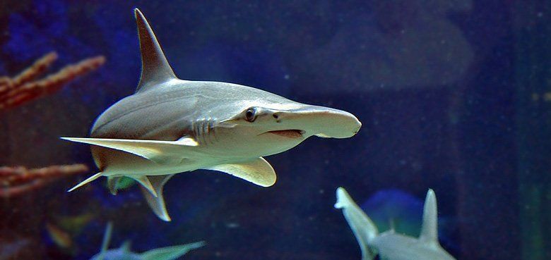 Hammerhai im Haus des Meeres in wien Haus des Meeres Wien Hammerhaie