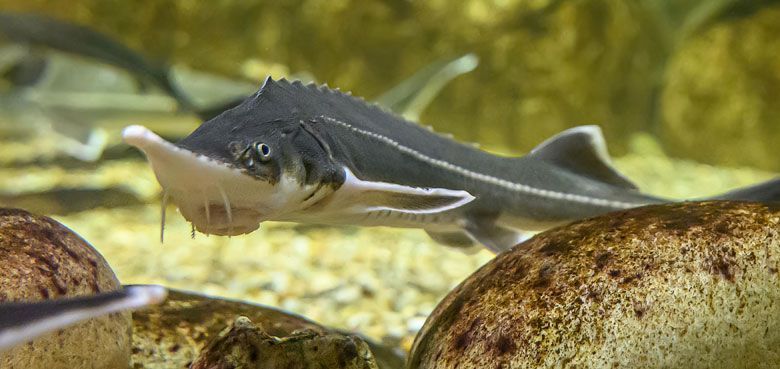 Haus des Meeres - auch den Fischen wird heisß Haus des Meeres auch den fischen wird heiß