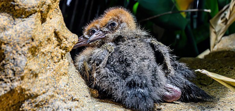 Haus des Meeres - zwei Jungvögel Zwei Jungvögel bereichern die Amazonaswelt im Haus des Meeres.