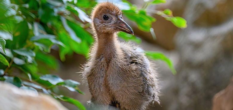 Neue Bewohner im Haus des Meeres Neue Bewohner im Haus des Meeres in Wien