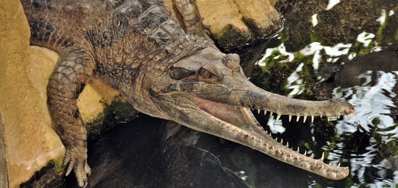 Haus des Meeres KROKIPARK im Haus des Meeres in Wien