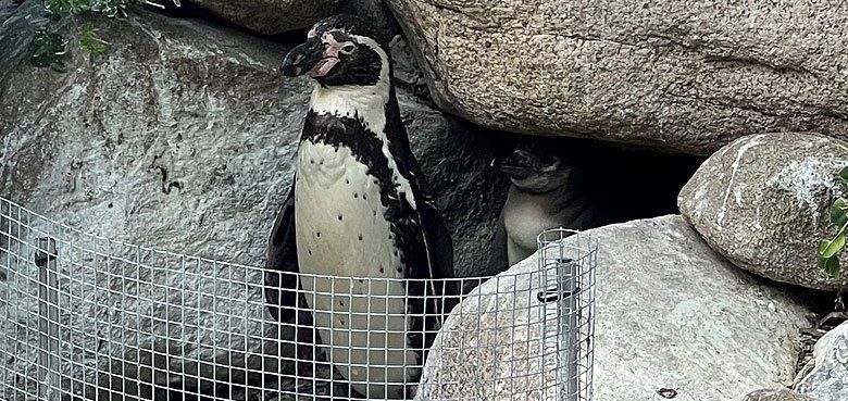 Der Pinguinlaufstall: wohlbehütet in der heimischen Bruthöhle Weltvogelpark Walsrode - Der Pinguinlaufstall: wohlbehütet in der heimischen Bruthöhle