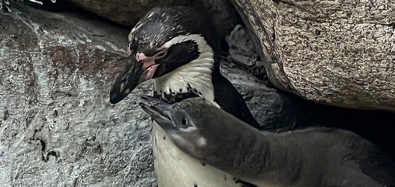 Nachwuchs bei den Humboldt-Pinguine im Weltvogelpark Walsrode.
