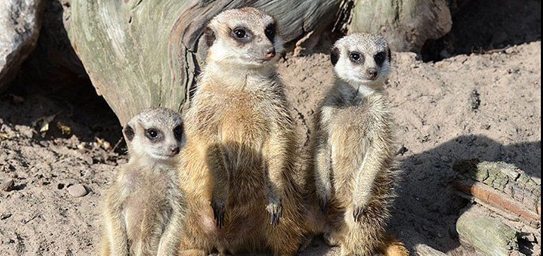 Jaderpark Erdmännchen Jaderpark Erdmännchen