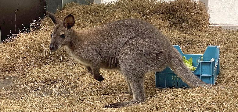 König der Löwen in Disneyland Paris Känguru im Serengeti-Park