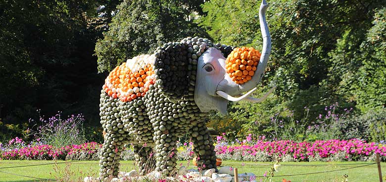 Manege frei für den Kürbis-Zirkus. Manege frei für den Kürbis-Zirkus.