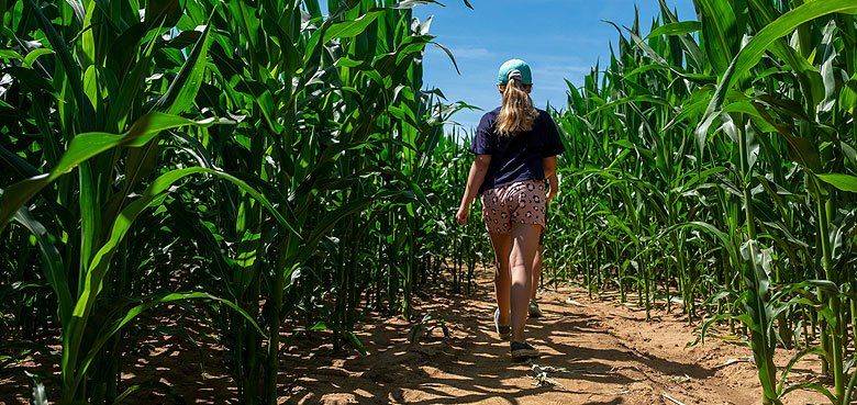 Zahlreiche verwinkelte Gänge in dem zwei Hektar großen Maisfeld des Krewelshofs. Zahlreiche verwinkelte Gänge wurden per GPS in dem zwei Hektar großen Maisfeld des Krewelshofs angelegt.