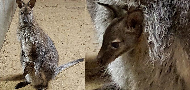 Bennetkänguru Nachwuchs im Serengeti-Park Bennetkänguru Nachwuchs im Serengeti-Park