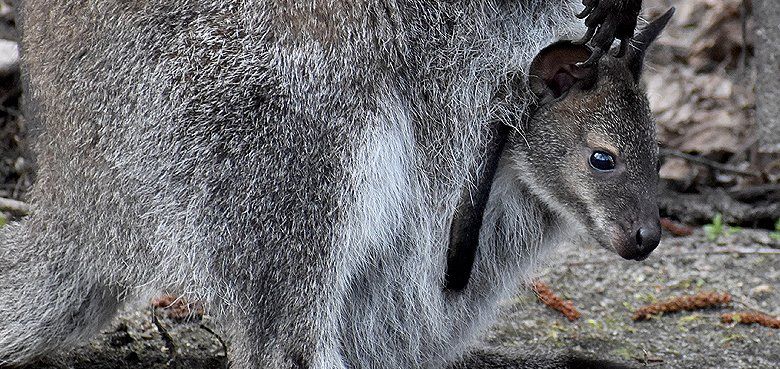 FORT FUN - Bennettkängugu hat die Herzen der Tierpfleger im Serengeti-Park erobert! FORT FUN - Bennettkängugu hat die Herzen der Tierpfleger im Serengeti-Park erobert!