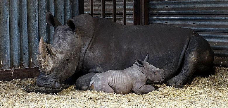 Breitmaulnashornkuh  Breitmaulnashornkuh