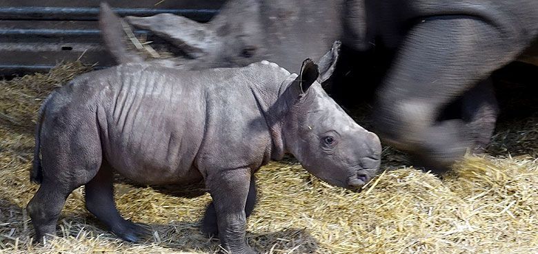 Das kleine Nashorn-Mädchen hat den Namen Fabiana. Enen Namen hat das kleine Geschöpf auch schon - Fabiana