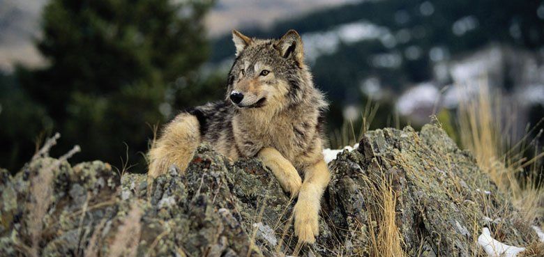 Panorama-Park Wildpark Wolf Panorama-Park Wildpark Wolf