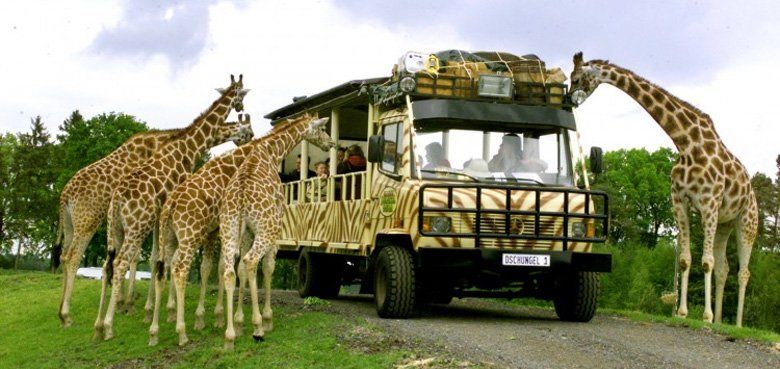 Dschungel-Safari Serengeti-Park Hodenhagen die Dschungel-Safari im Serengeti-Park sollte man sich auf keinen Fall entgehen lassen.